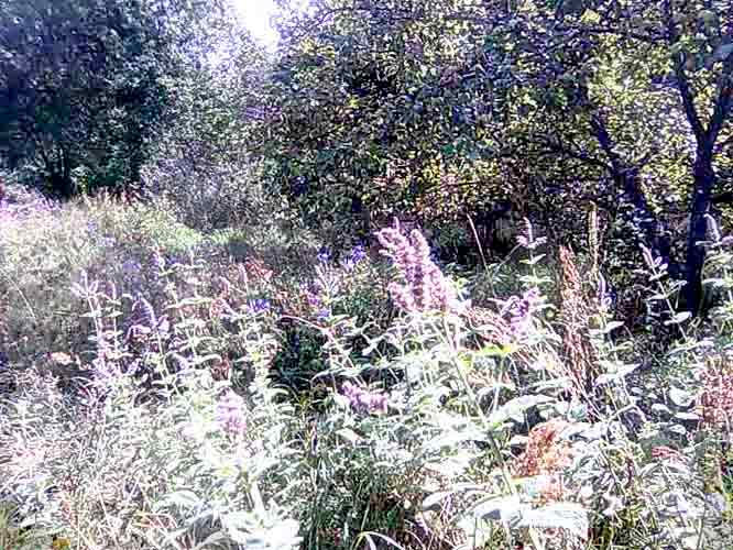 Das berauschende harzige und Honigaroma von den blühenden Waldgräsern und der Linde kostet auf dem Bauernhof im Monat den Juli