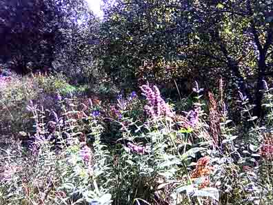 Das berauschende harzige und Honigaroma von den blühenden Waldgräsern und der Linde kostet auf dem Bauernhof im Monat den Juli